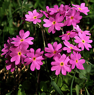 Morsano é zona di risultiva e la primula farinosa detta "le marculine" é la pianta piú famosa della zona. 